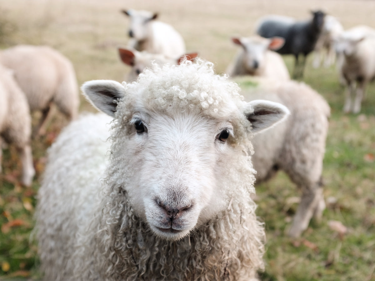 What is Organic Wool? | I'mdividual