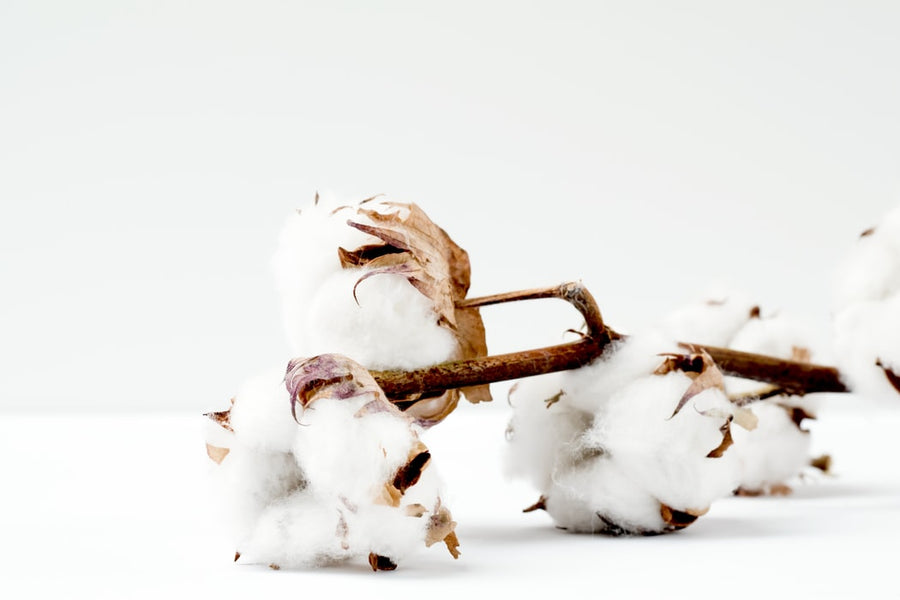 Everything You Need to Know About Organic Cotton